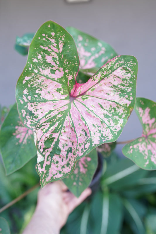 Caladium Pink Splash