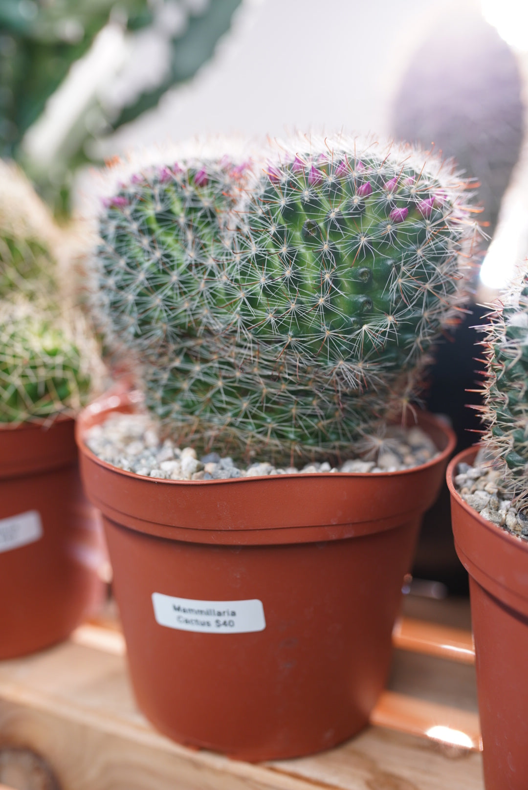 Mammilaria (Assorted)