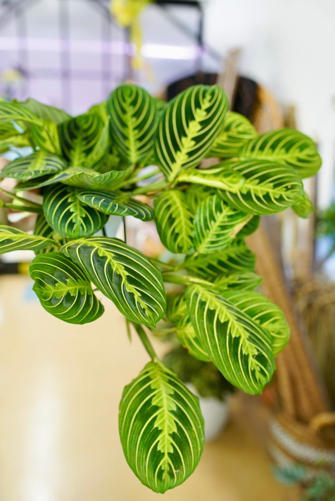 Lemon Lime Maranta