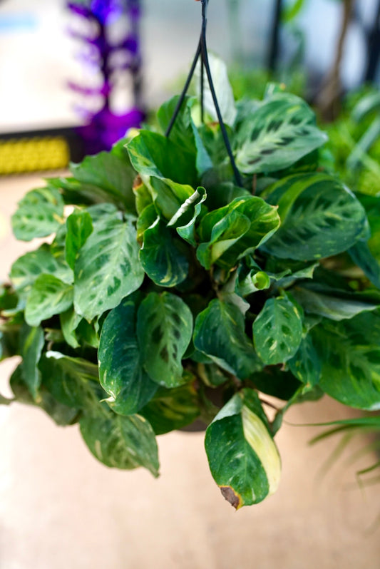 Variegated Maranta “Prayer Plant"