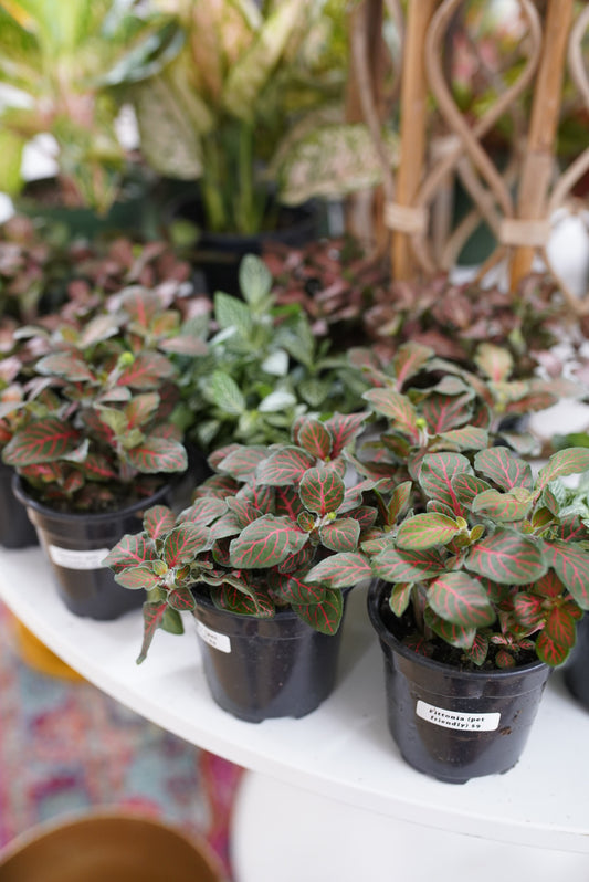 Fittonia assorted