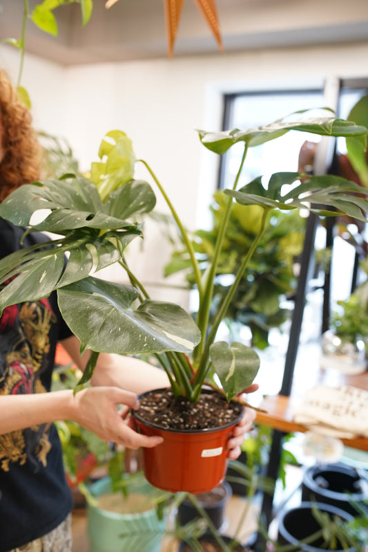 Monstera Thai Constellation