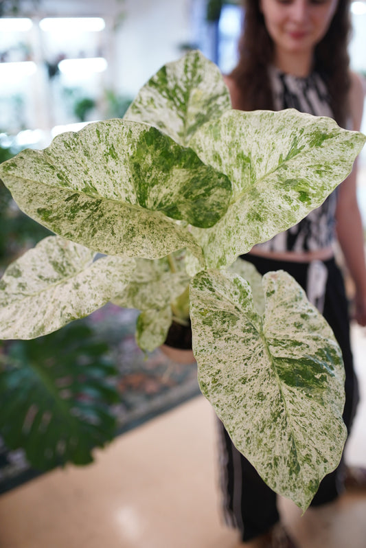 Alocasia 'Macrorrhizos Camouflage'