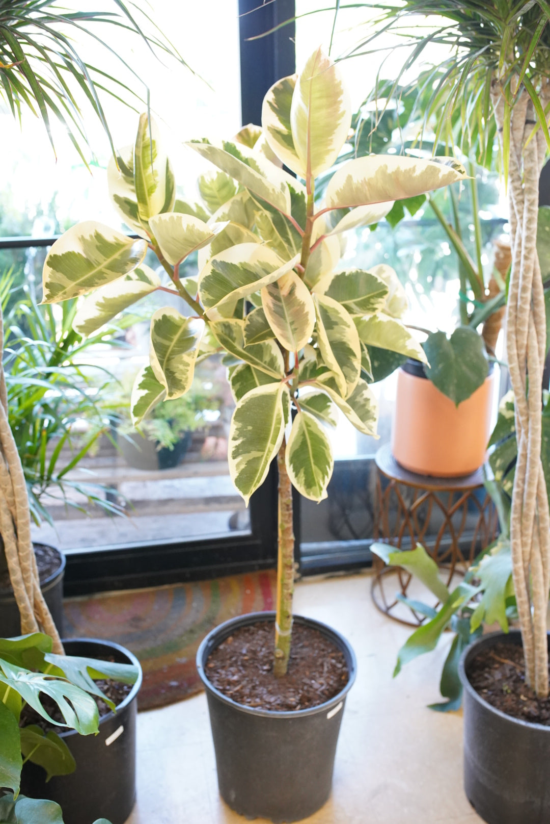 Ficus elastica ’Tineke’