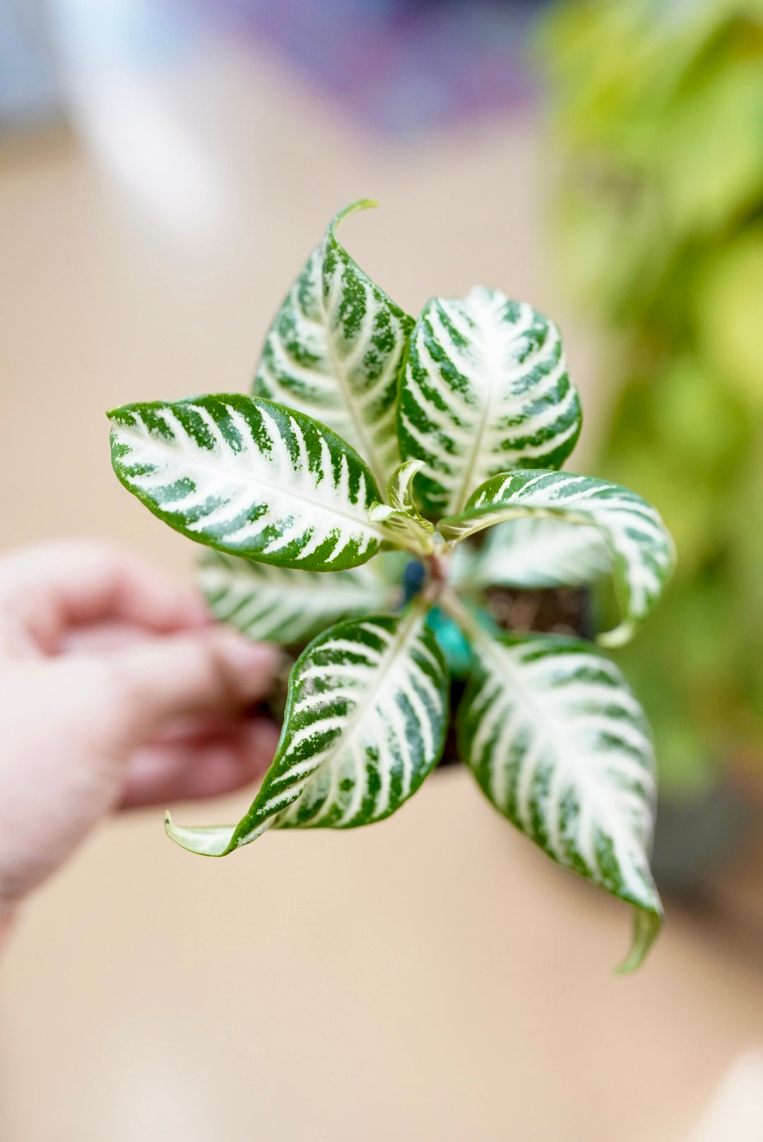 Aphelandra squarrosa 'Snow'