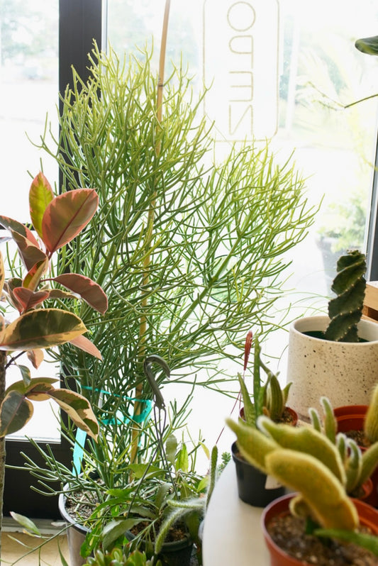 Euphorbia tirucalli 'Fire Sticks'