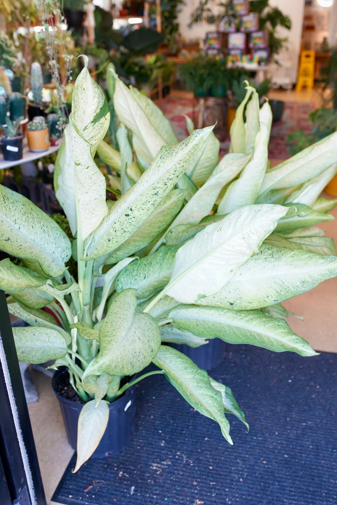 Dieffenbachia Camouflage