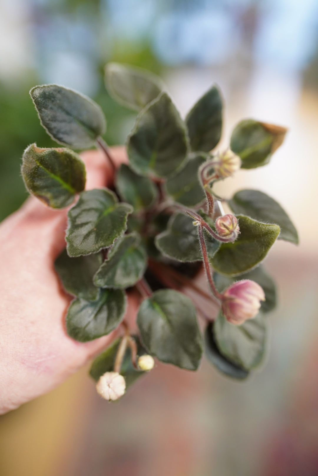 African Violet-Dwarf Variety (Assorted)