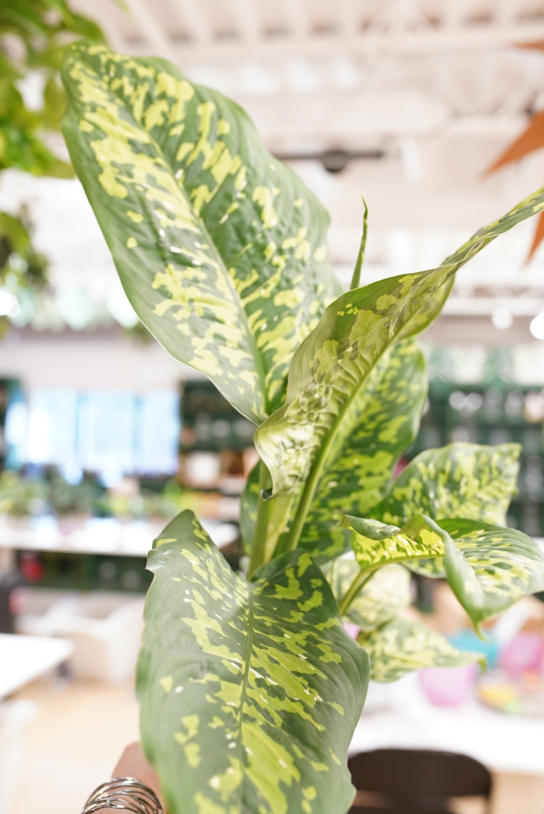 Dieffenbachia Cheetah