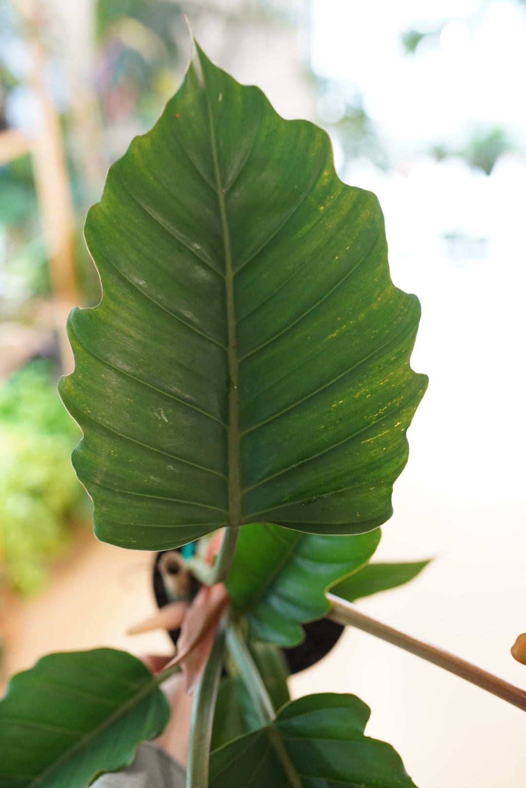 Philodendron Chocolate Empress