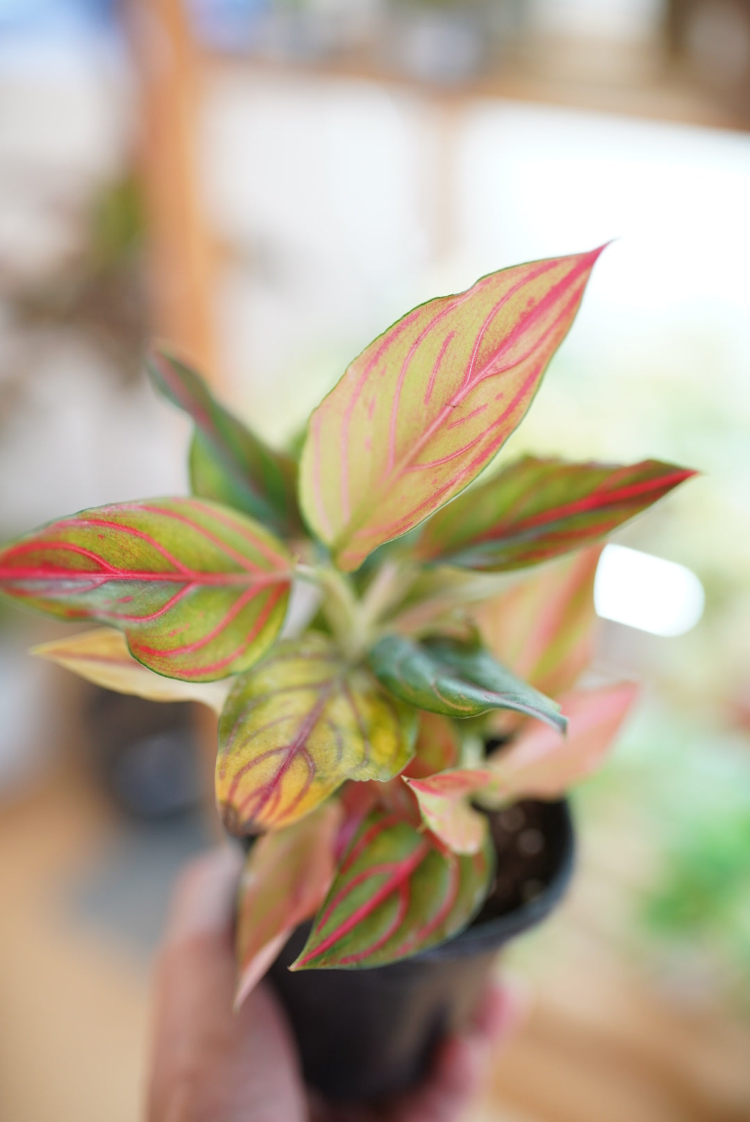 Aglaonema 'Red Vein'