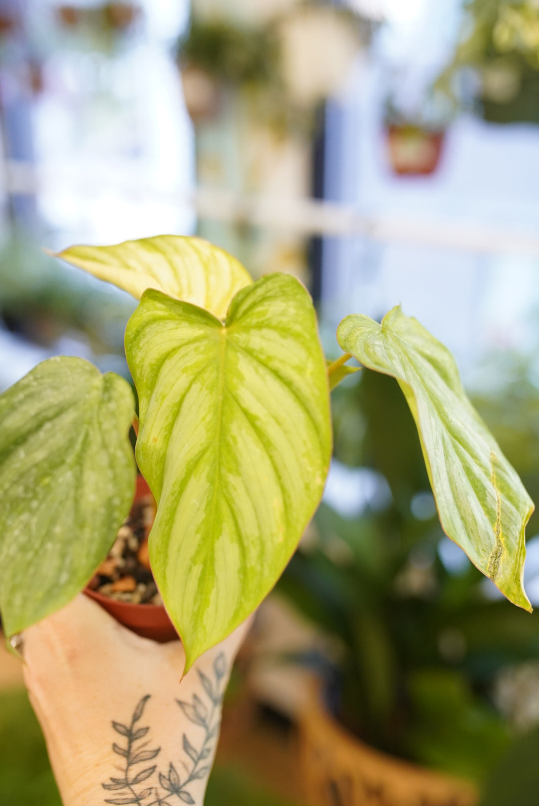 Philodendron Pastazanum X Plowmanii