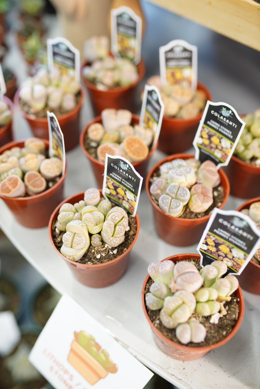 Lithops