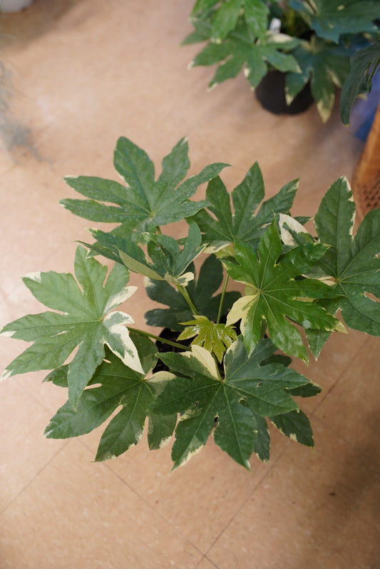 Fatsia japonica-Variegated