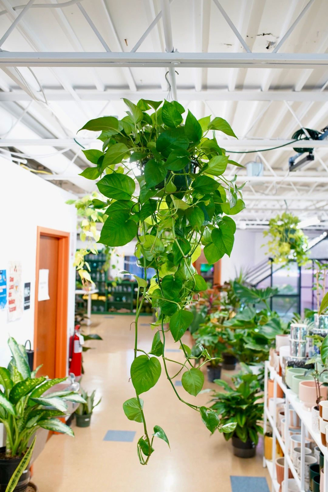 Epipremnum Aureum 'Jade' Pothos