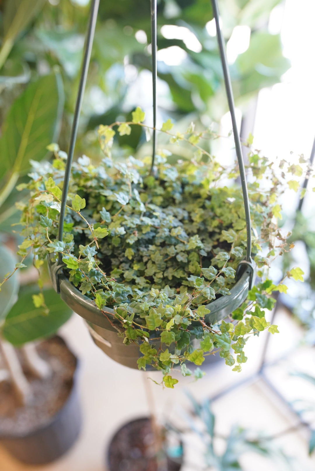 Ficus pumila 'Quercifolia'-String of Frogs
