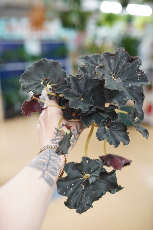 Dark Mambo Begonia