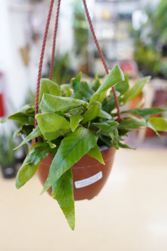 Hart's-Tongue Fern