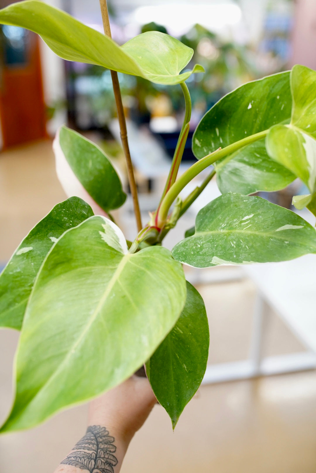 Philodendron White Knight