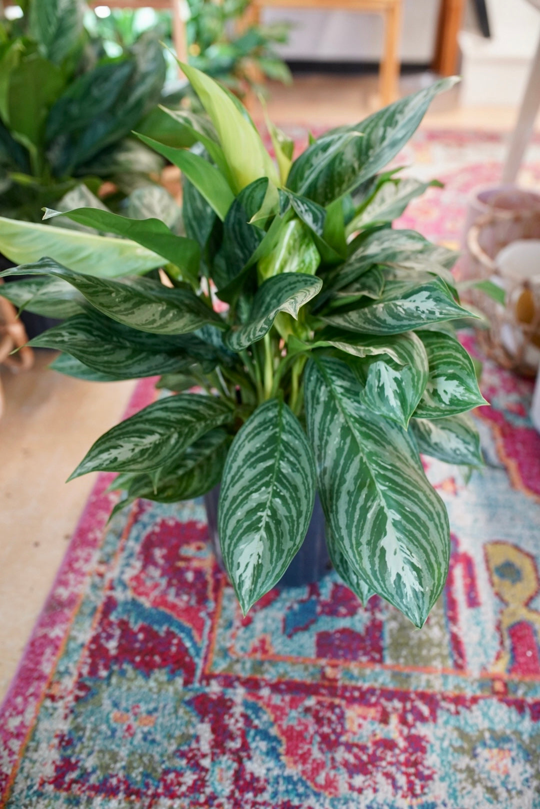 Aglaonema Moonlight Bay