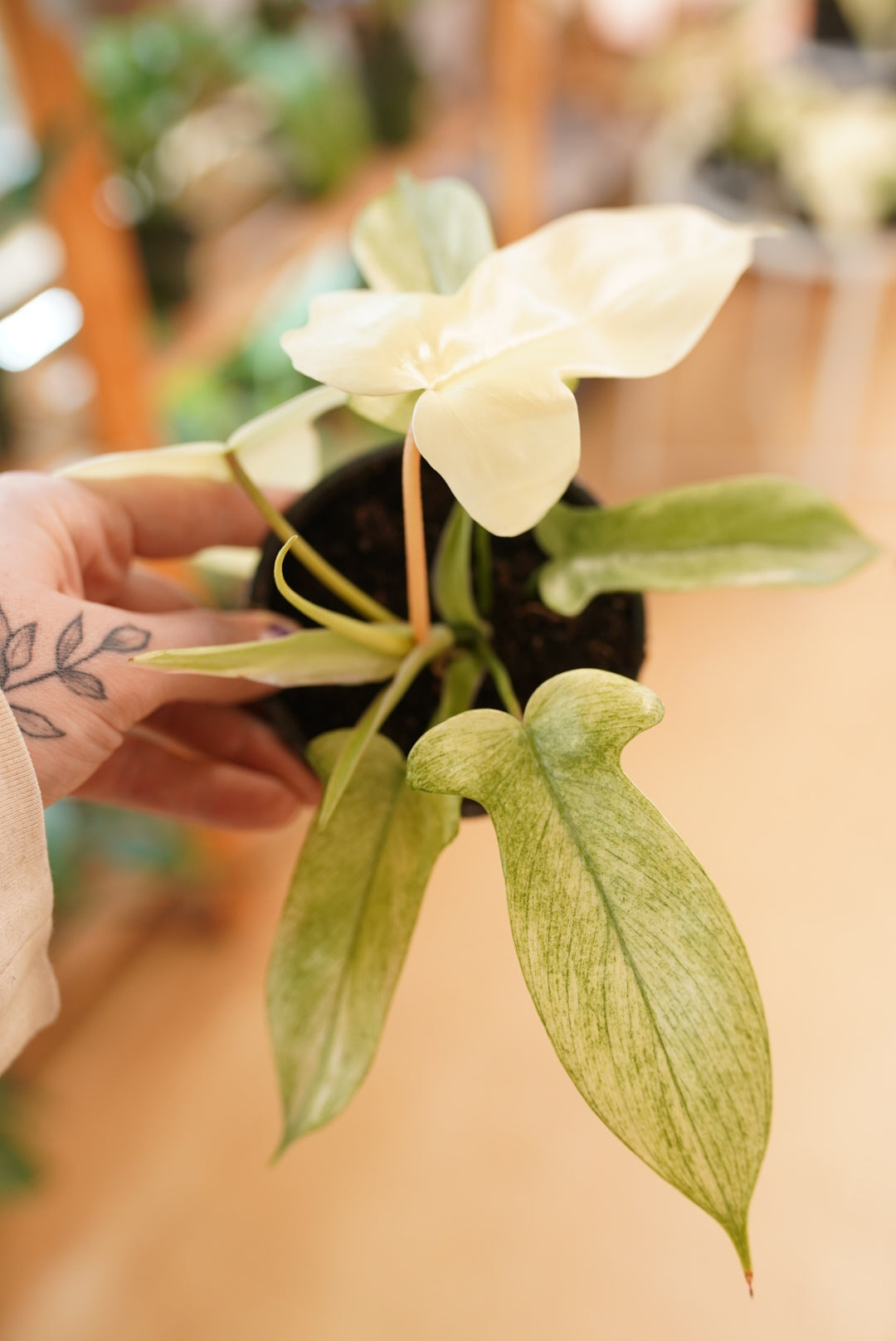 Philodendron Florida Ghost