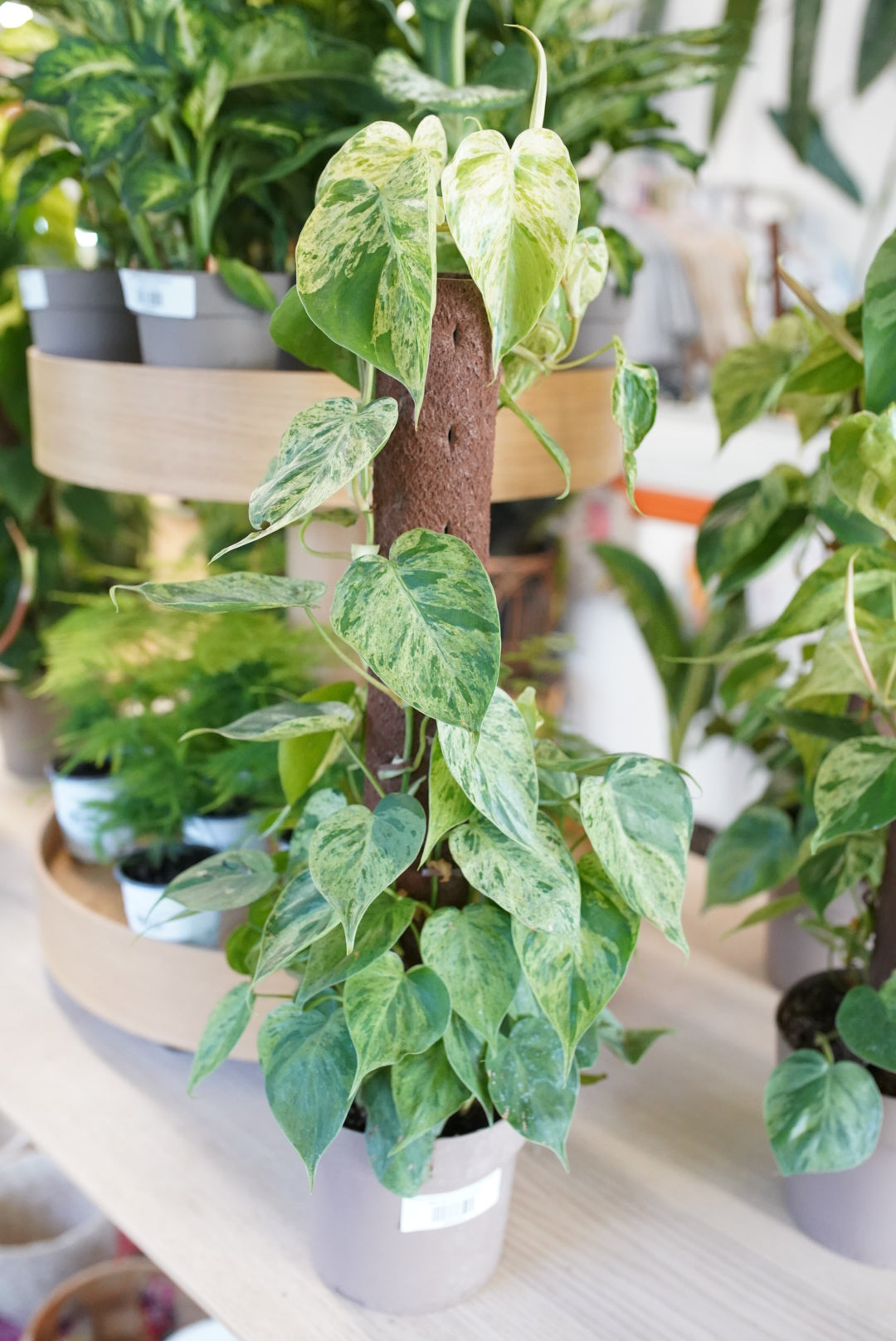 Variegated Philodendron hederaceum (Heartleaf Philodendron)