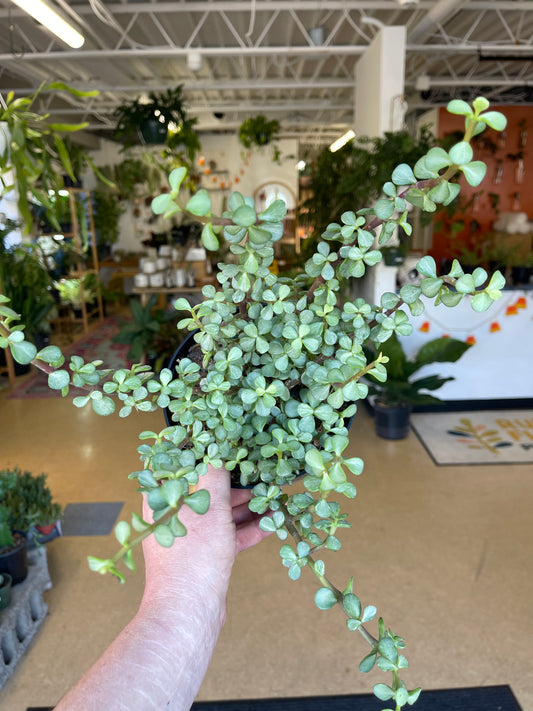 Elephant Bush (variegated)