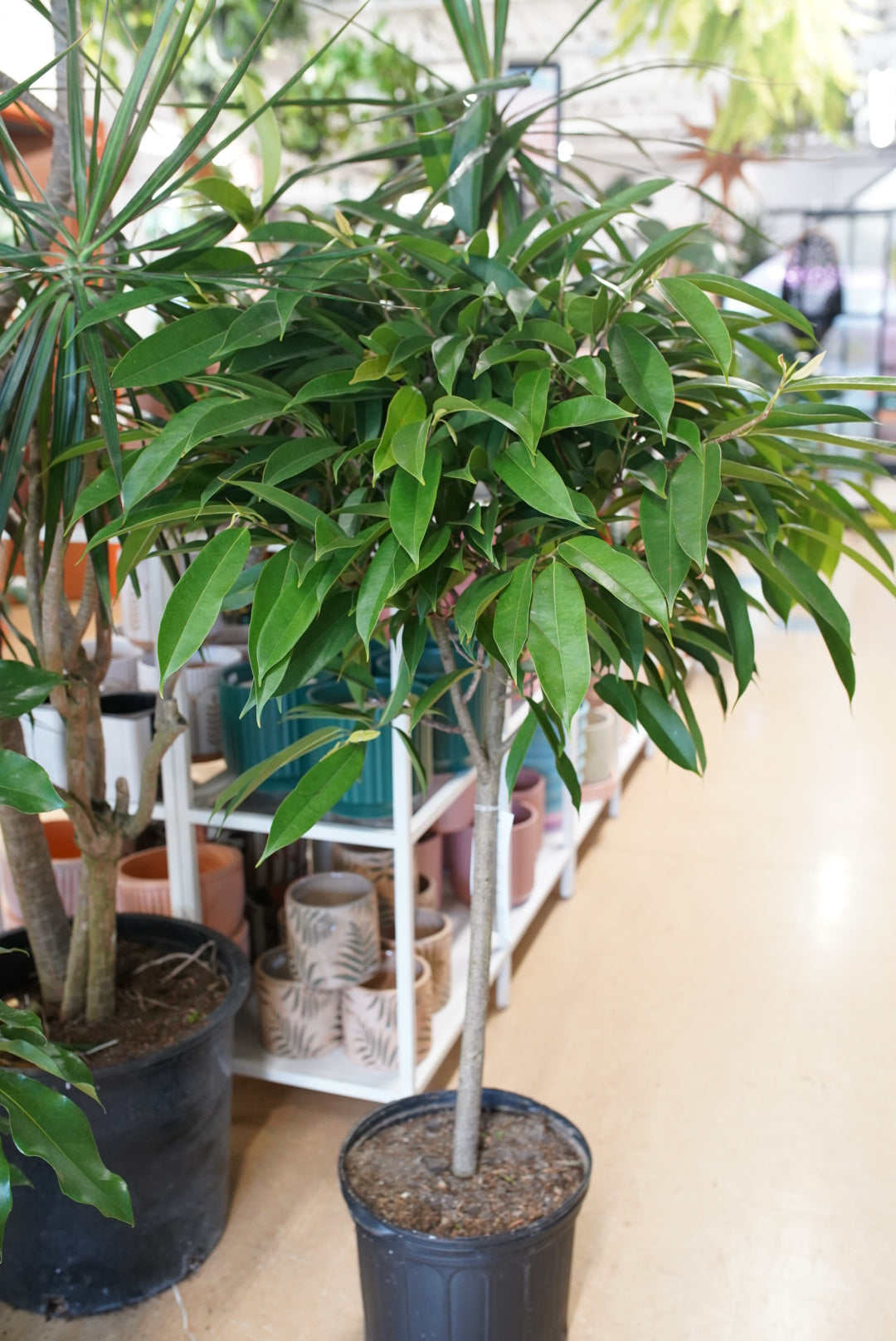 Ficus Amstel 'King'