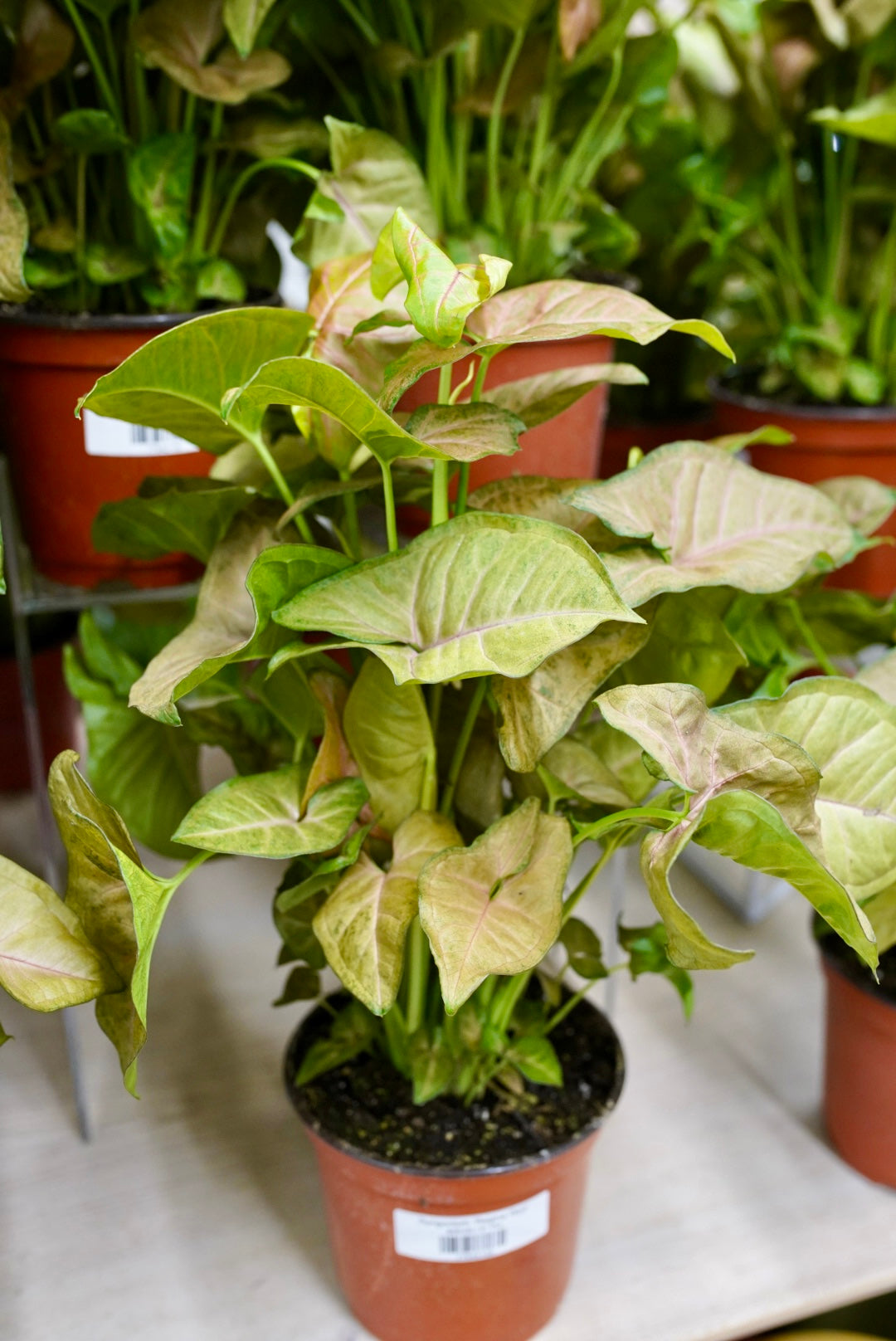 Syngonium 'Regina Red'