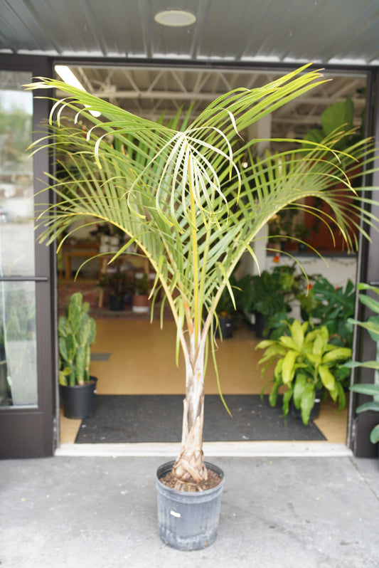 Spindle Palm