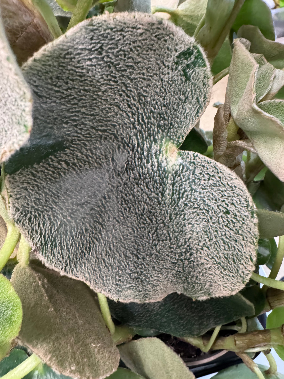 Begonia Lunar Mist