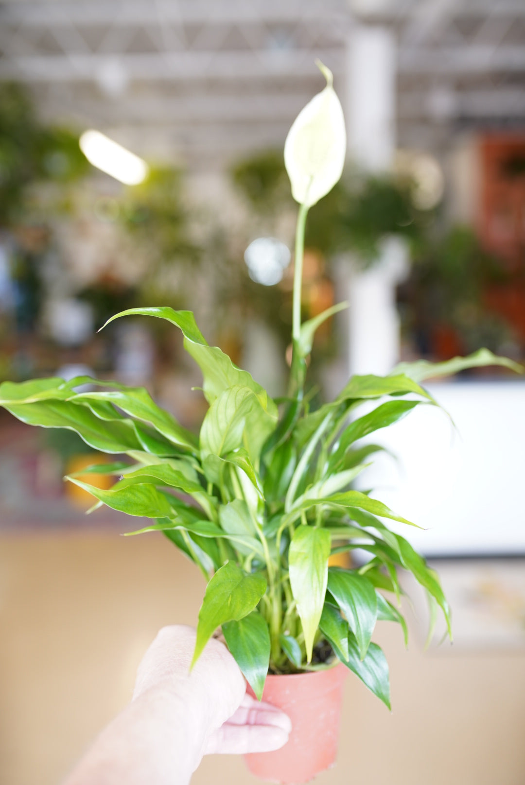 Spathiphyllum Peace Lily