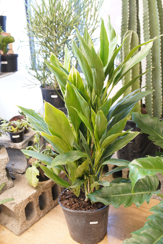 Dracaena Cordyline Silver Lining