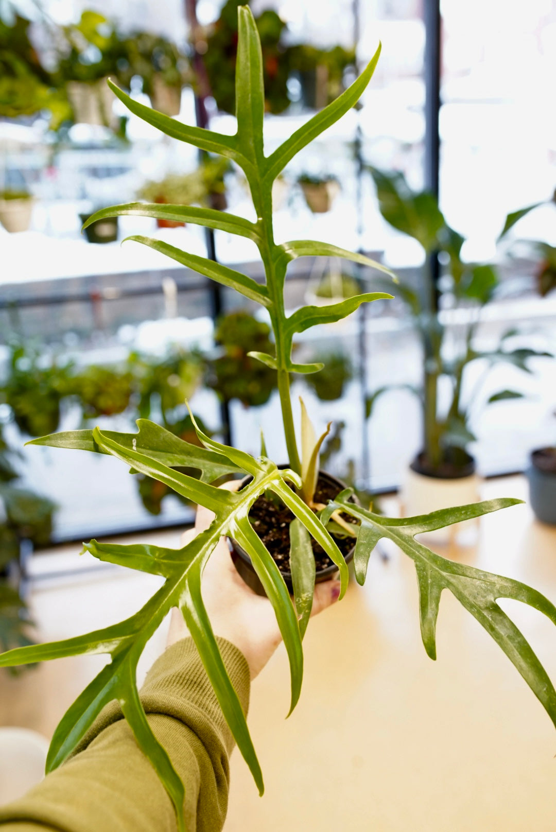 Philodendron Tortum