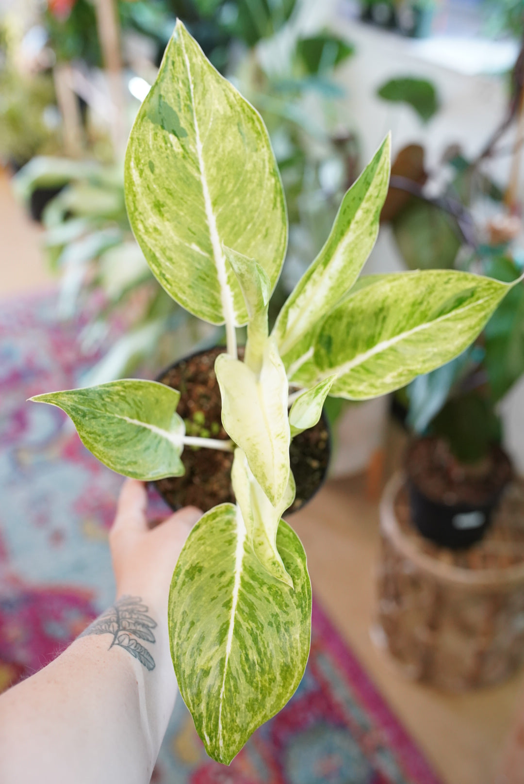 Aglaonema Sundrop