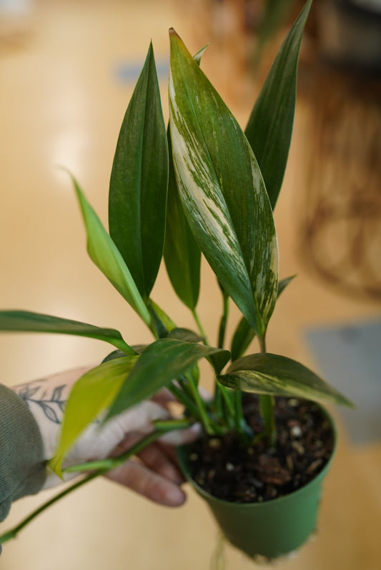 Epipremnum Amplissimum-Variegated