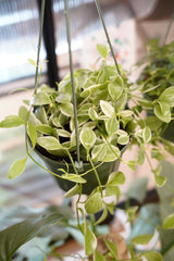 Dischidia Oiantha