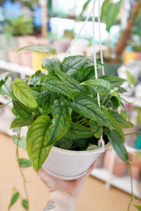 Monstera Siltepecana - Silver Monstera