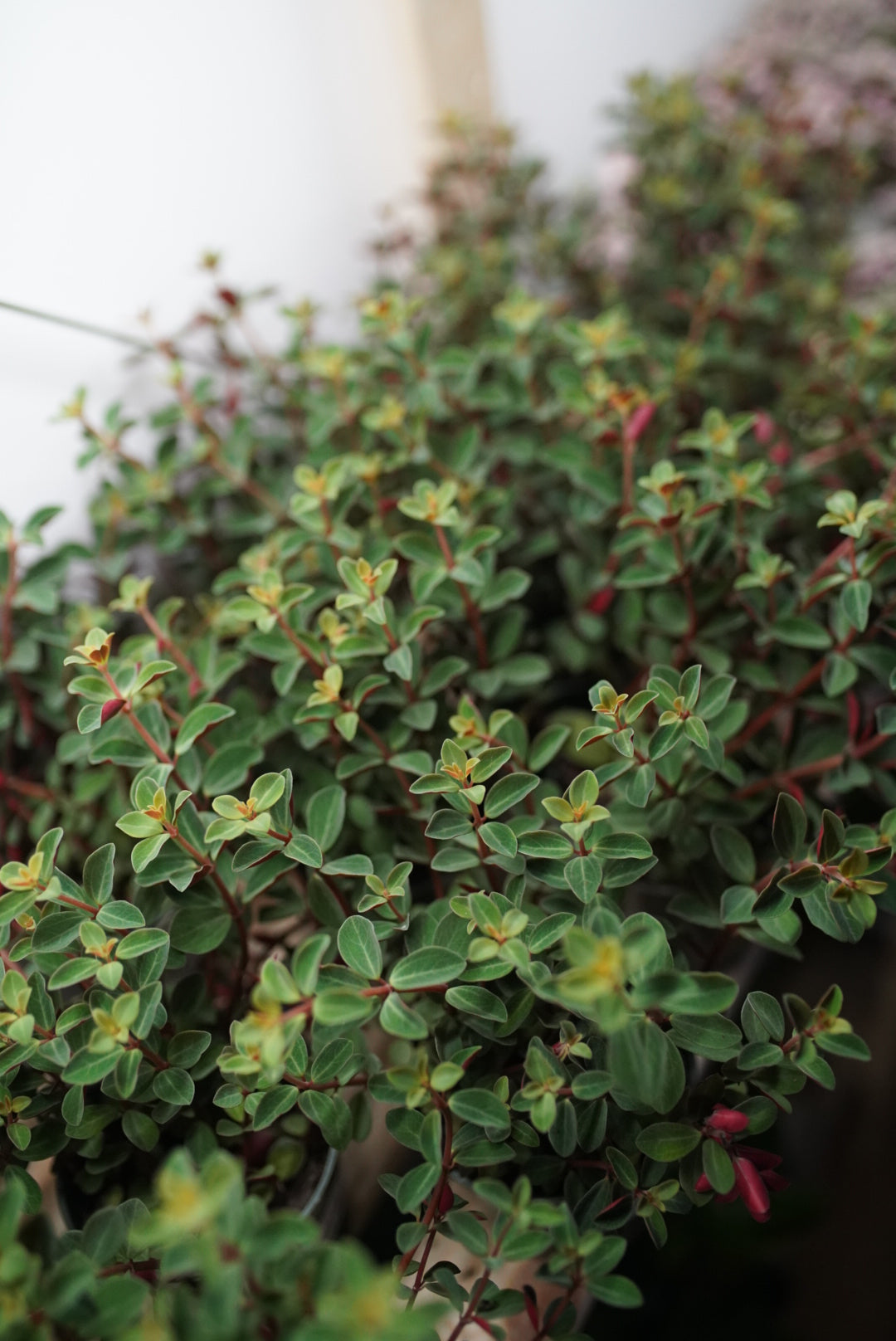 Peperomia Double Duty