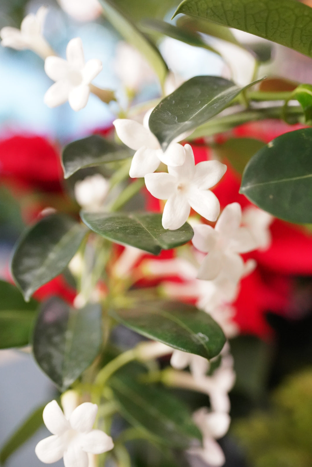 Madagascar Jasmine