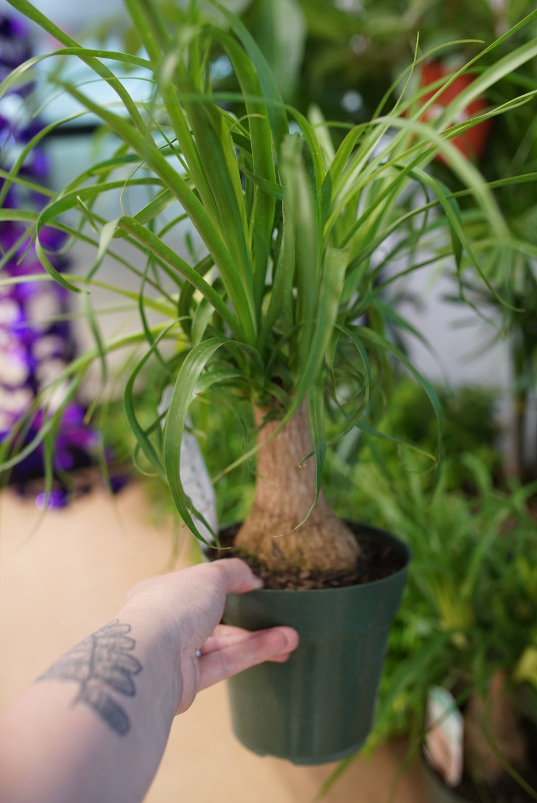 Guatemalan Ponytail Palm