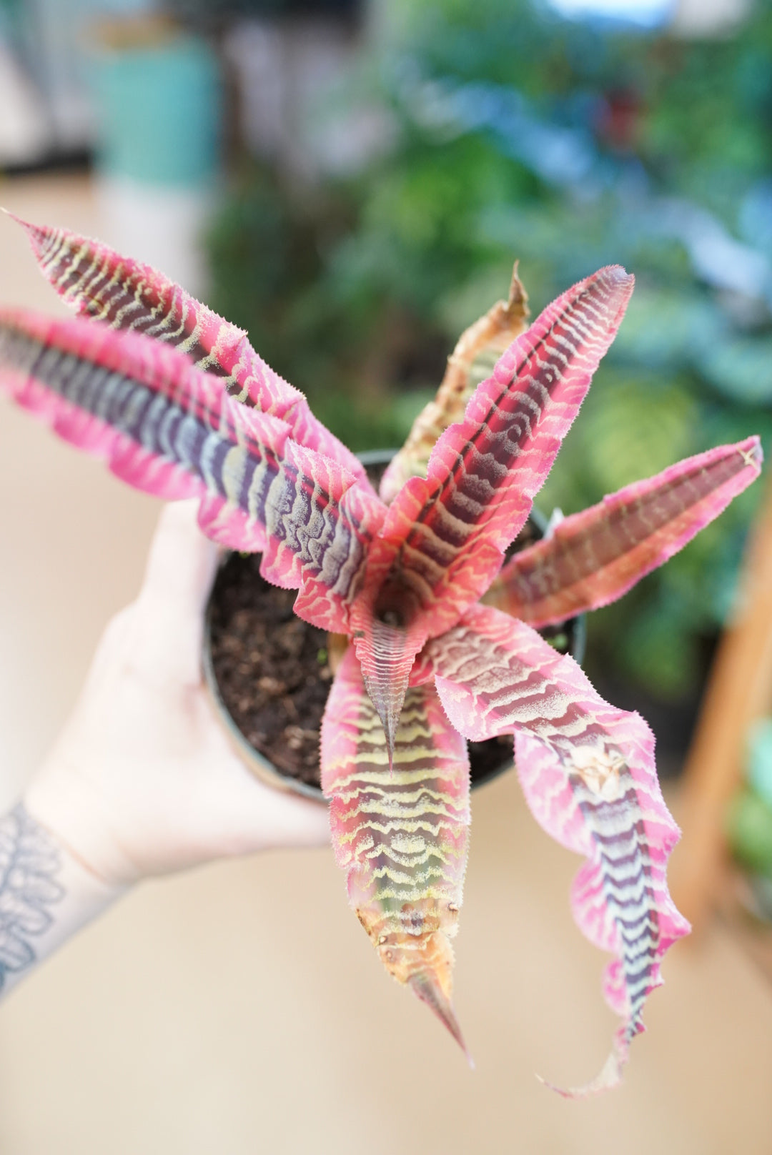 Cryptanthus 'Elaine' | Bromeliad Plant