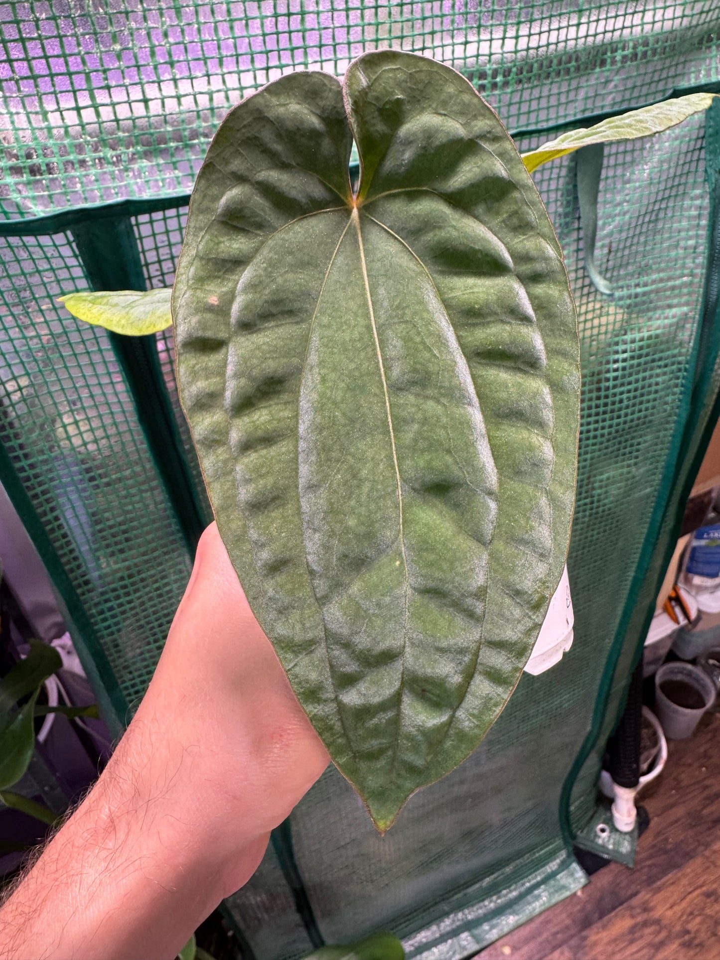 Anthurium Papillilaminum X Dressleri