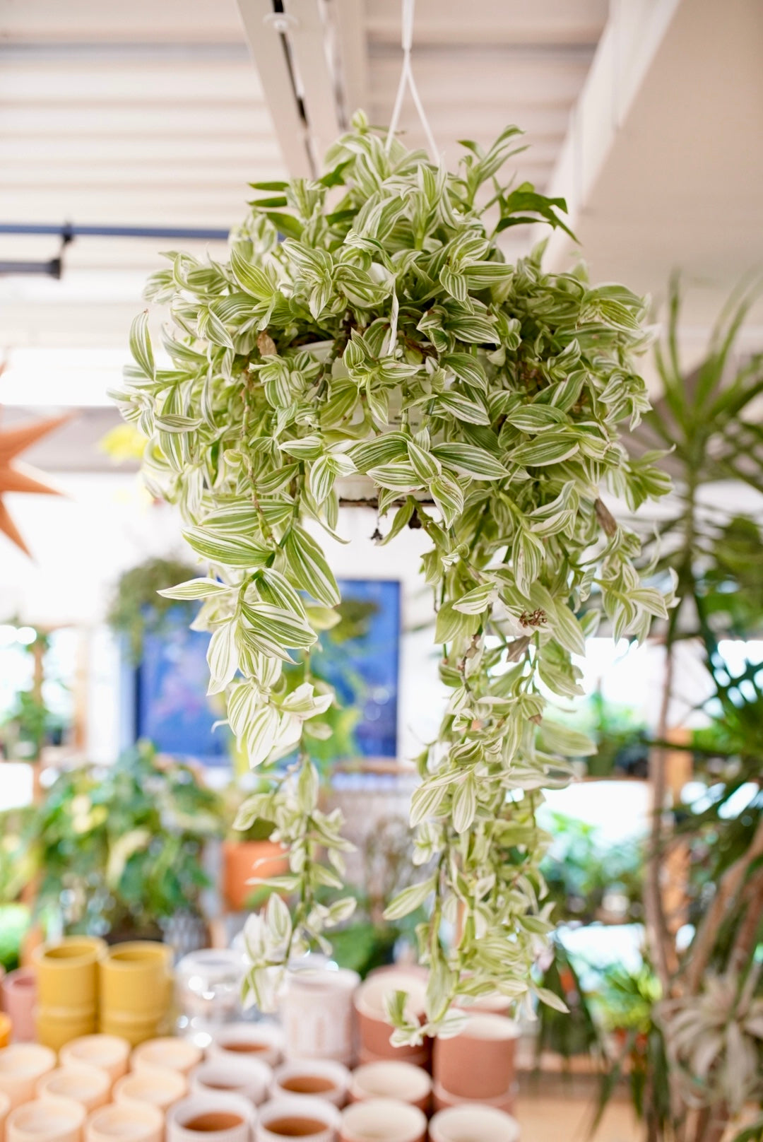 White Tradescantia