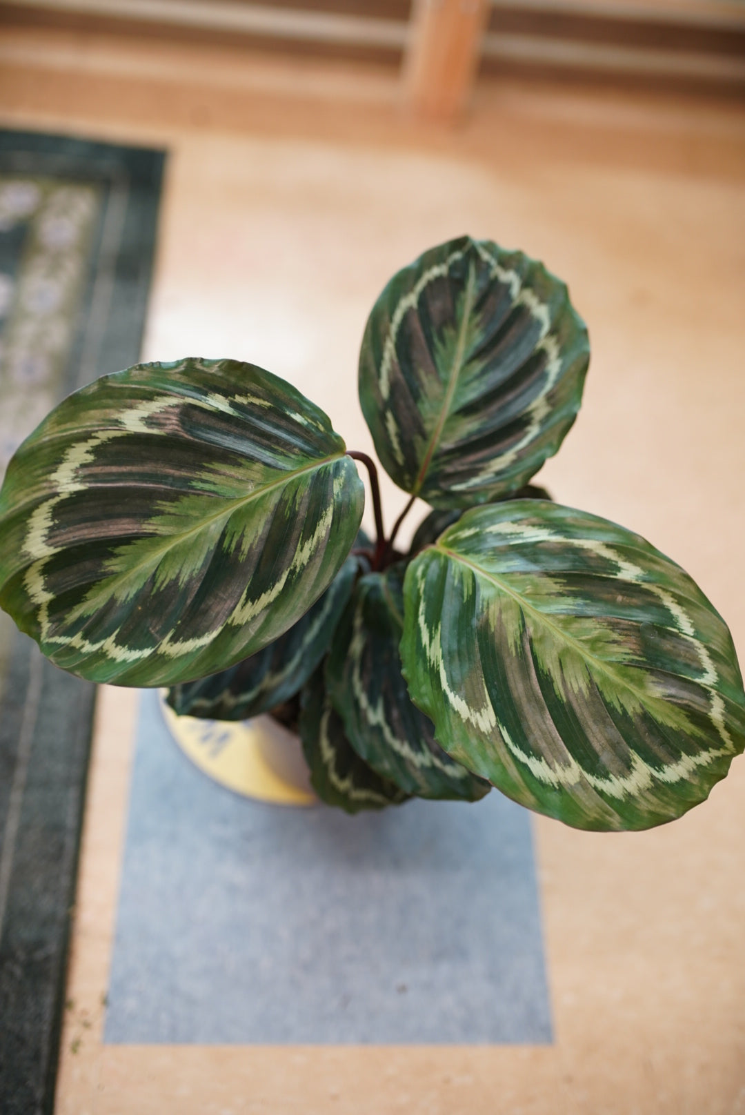 Calathea Roseopicta 'Marion'