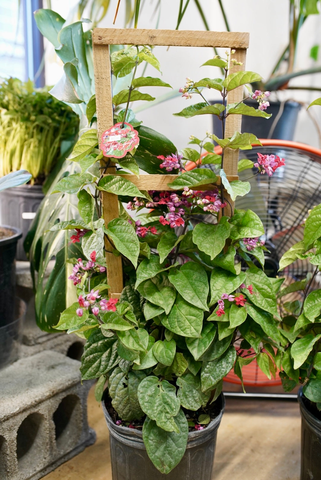 Clerodendrum 'Bleeding Heart'