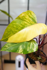 Philodendron Strawberry Shake