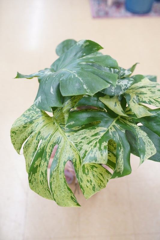 Monstera deliciosa ‘Vietciosa’