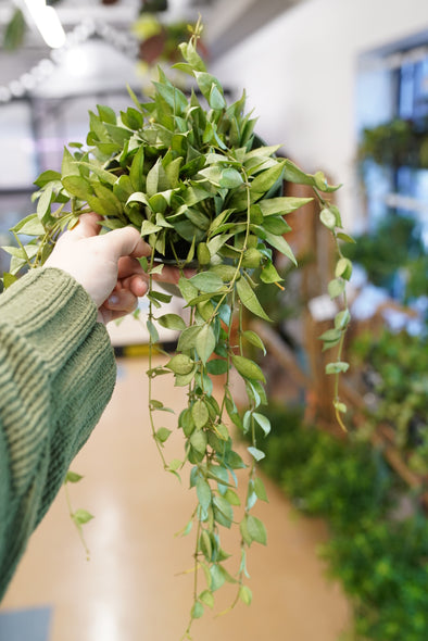 Hoya Lacunosa 'Silver'