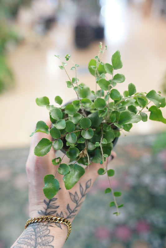 Button Fern